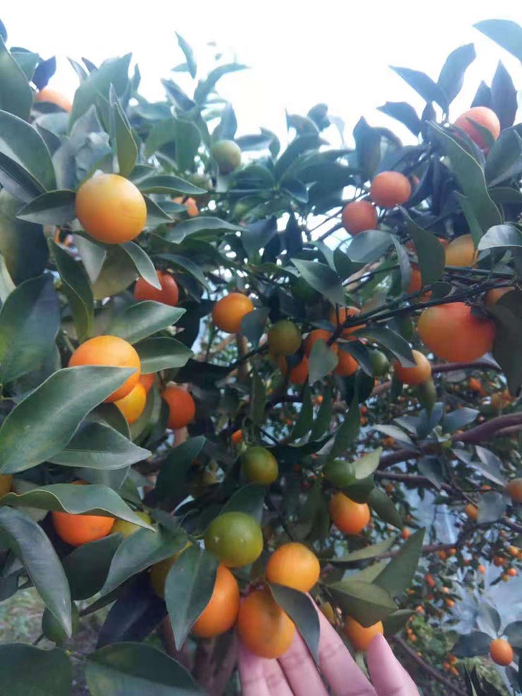 ��ҳ-SA��Ѷ���ٷ���վ